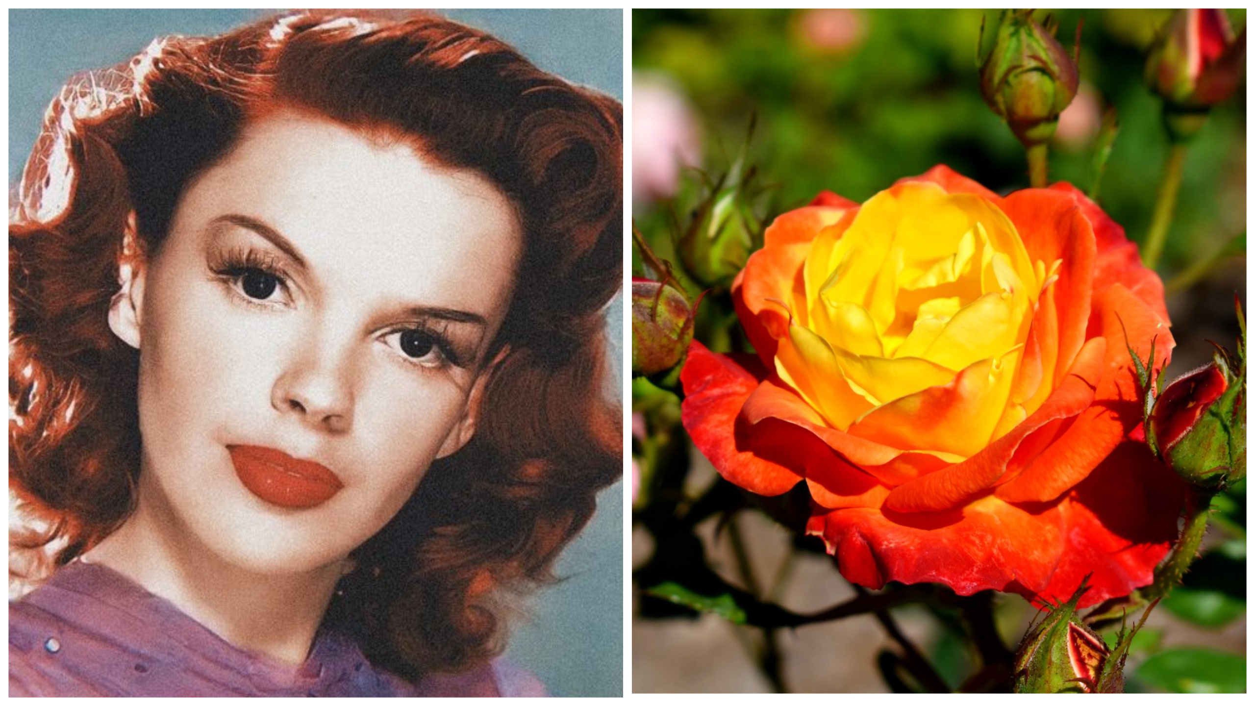 цветя звезди