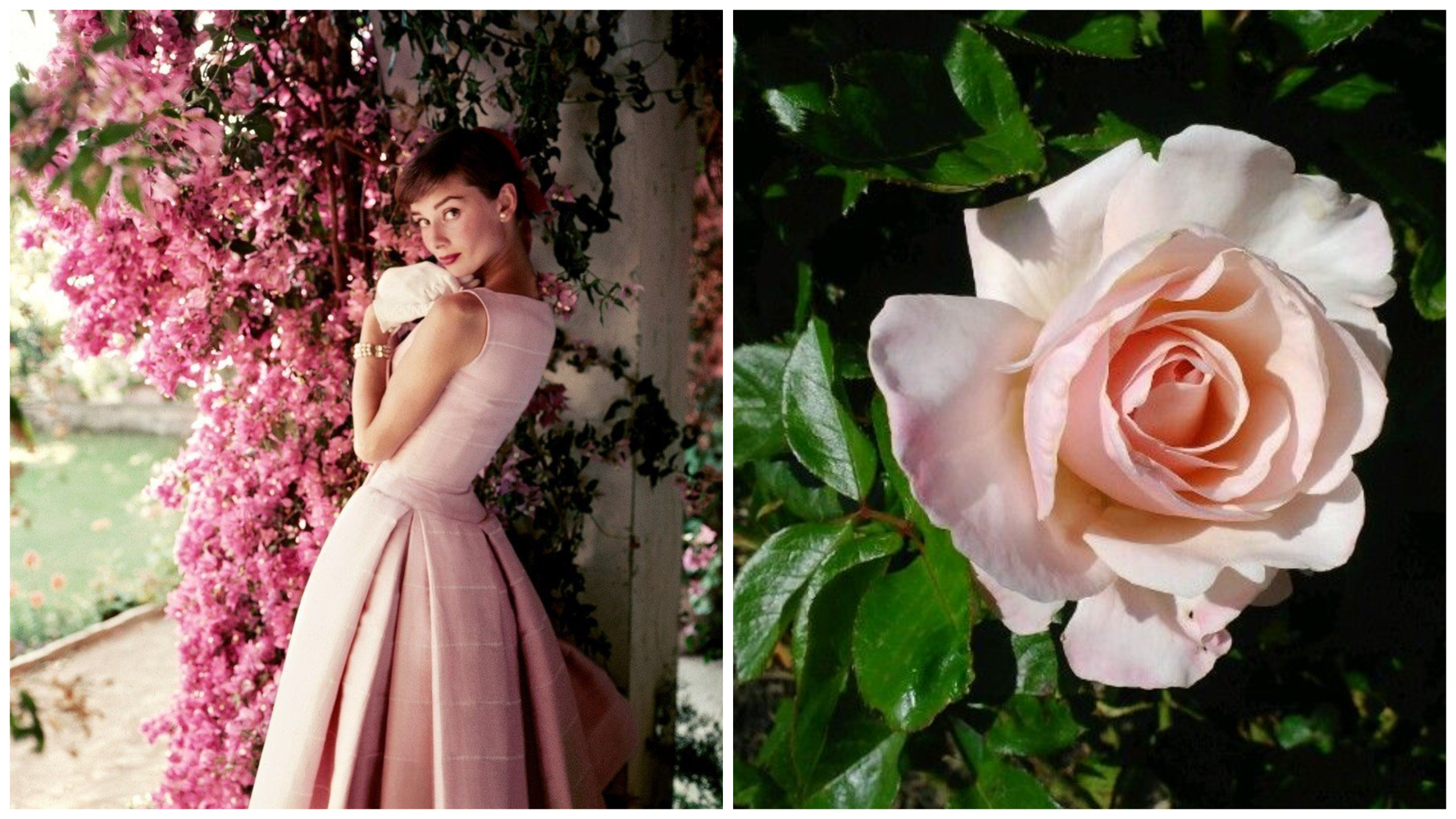 цветя звезди