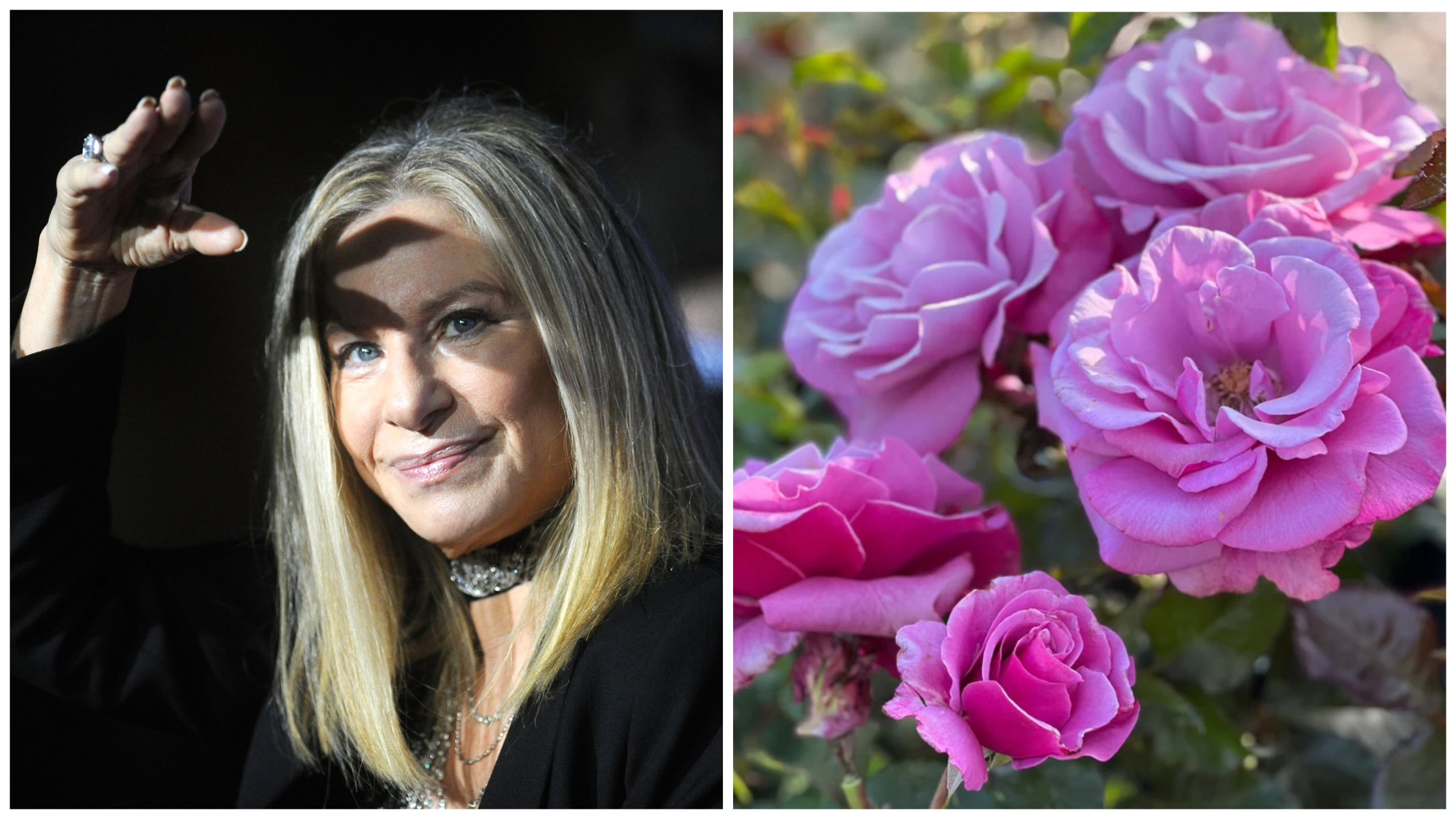 цветя звезди