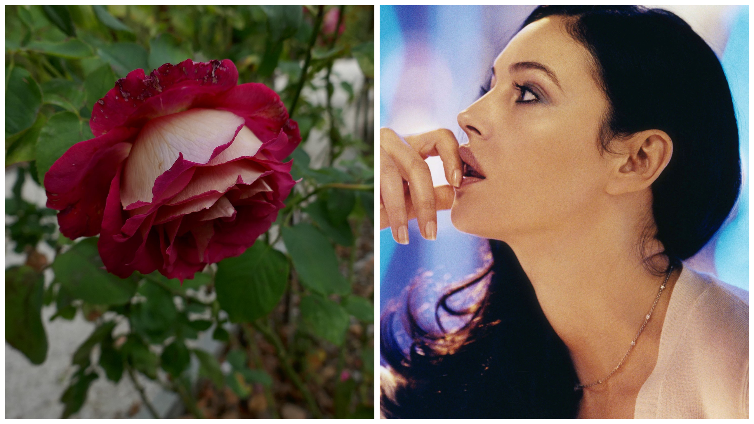 цветя звезди