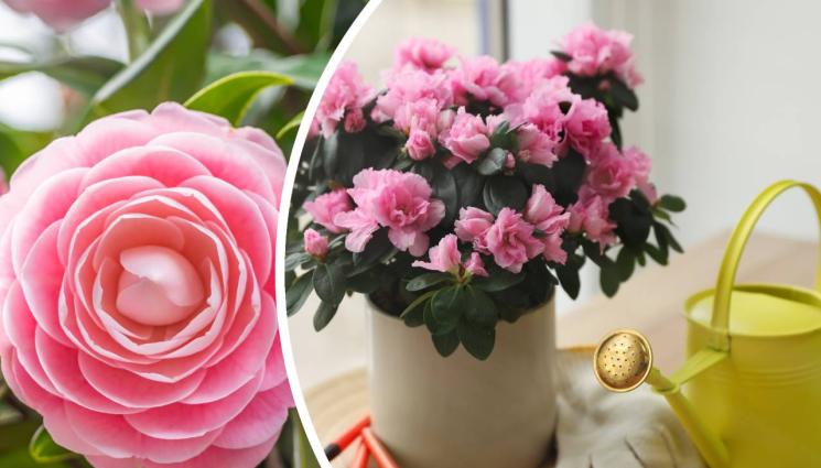 цветя - ПРАКТИЧНИ СЪВЕТИ: 13 растения амулети