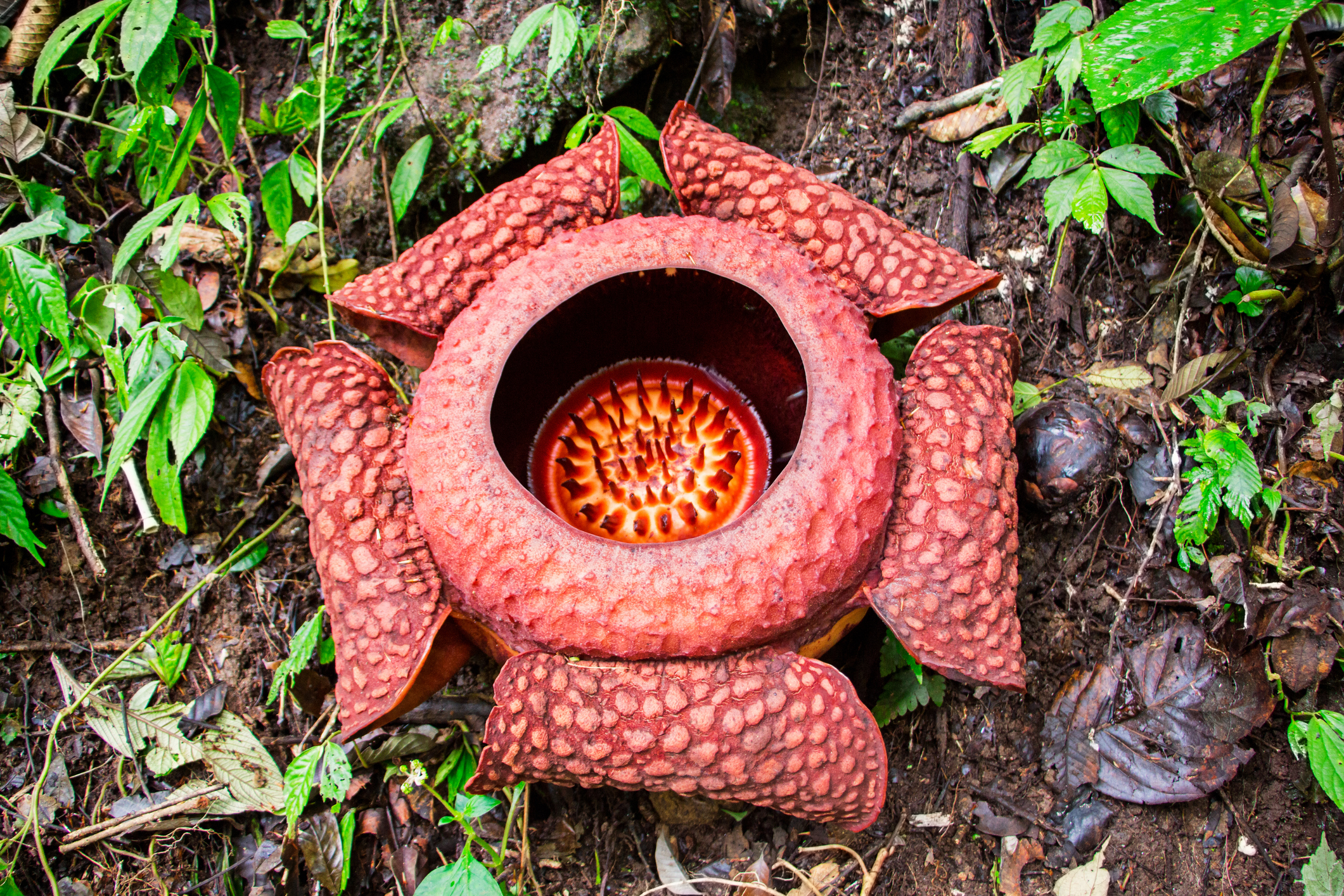 Трупна лилия