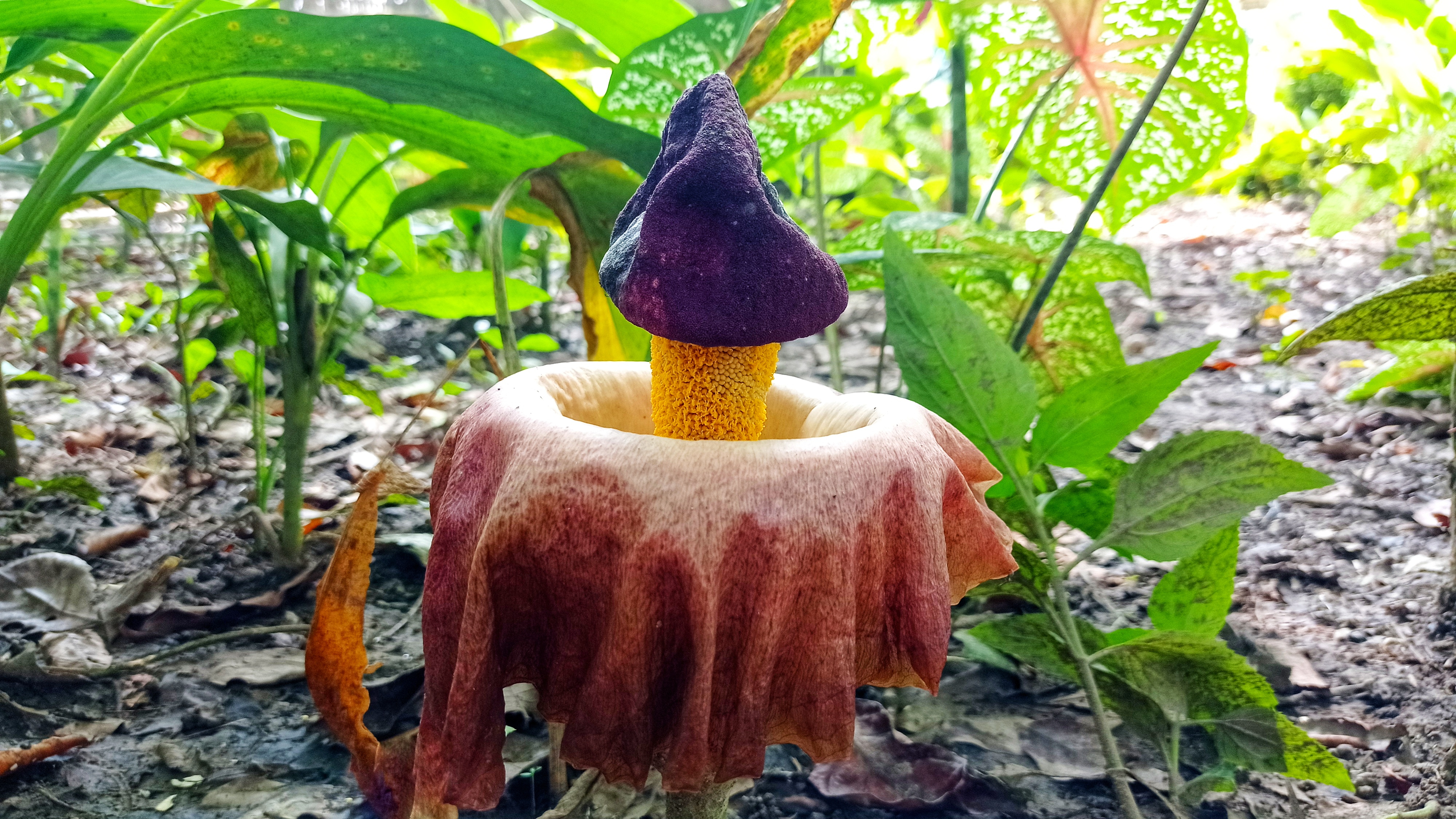 Слонски сладкиш