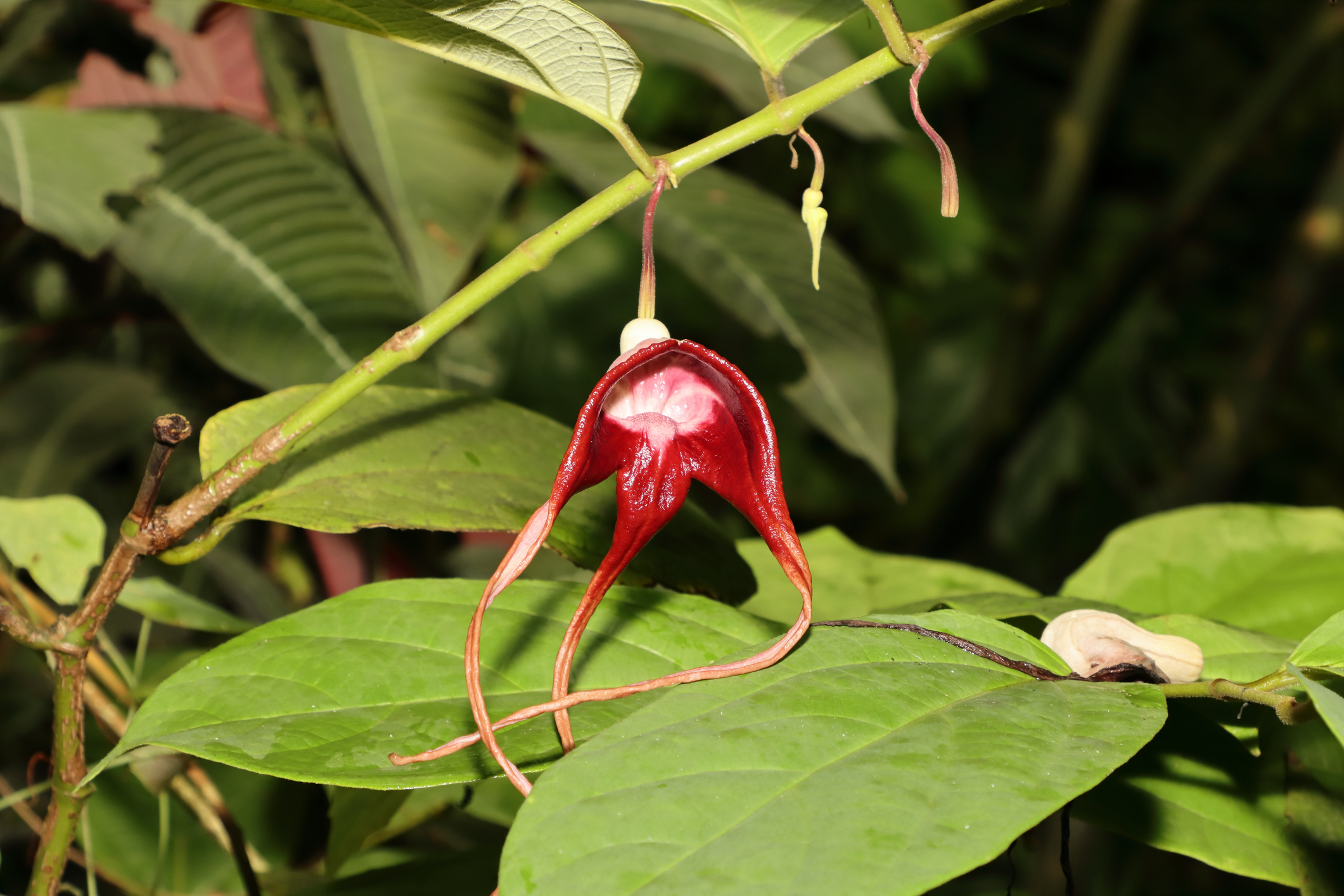 Аристолохия