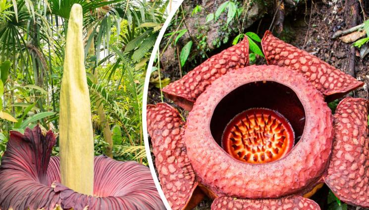 миризливи цветя - Мирише на труп, но не е! Що е то?