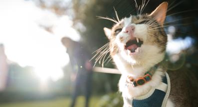 котка на каишка