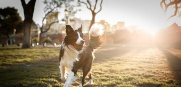 10 породи кучета, които се нуждаят от дълги ежедневни разходки
