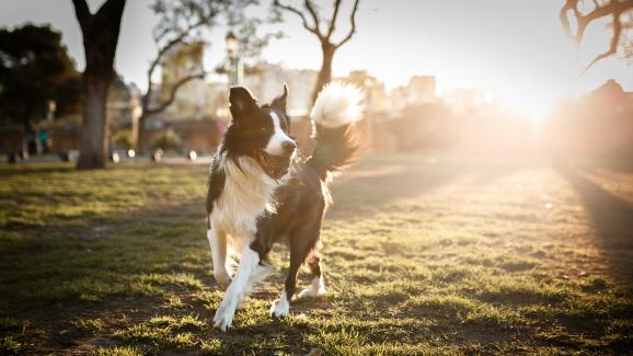 10 породи кучета, които се нуждаят от дълги ежедневни разходки