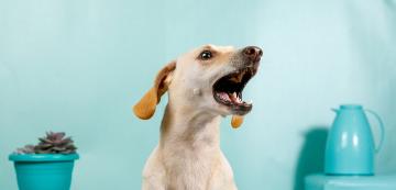 10 експертни съвета как да ограничим прекомерния кучешки лай