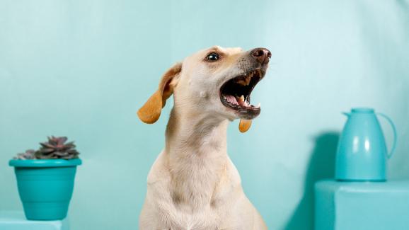 10 експертни съвета как да ограничим прекомерния кучешки лай