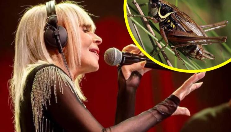 Лили Иванова - ПРАЗНИЧНО: Лили поръча 14 щурчета за музикантите си!