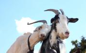 Защо на италиански остров можеш да осиновиш по 50 кози?