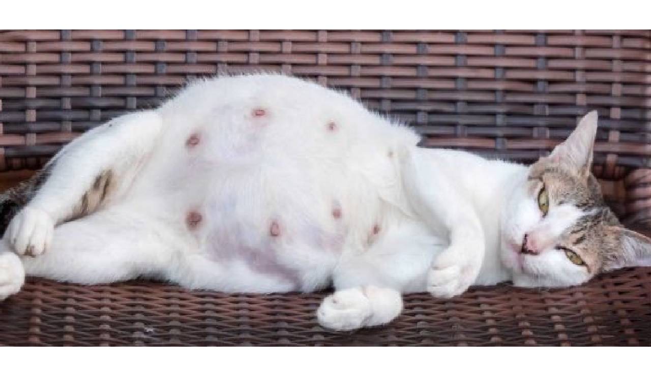 бременна котка