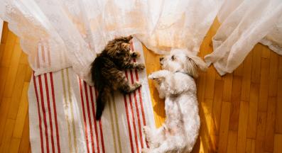 котка и куче