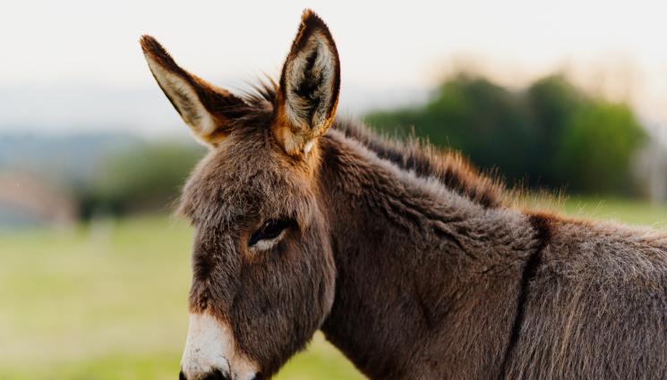 Магаре - Магарешко мляко с магнезий влиза в битка с алергиите и вирусите!