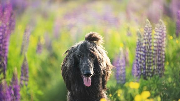 9 от най-интровертните породи кучета