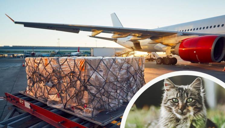 котка самолет - Галена се вози без билет. Изкара шест дни без храна и вода