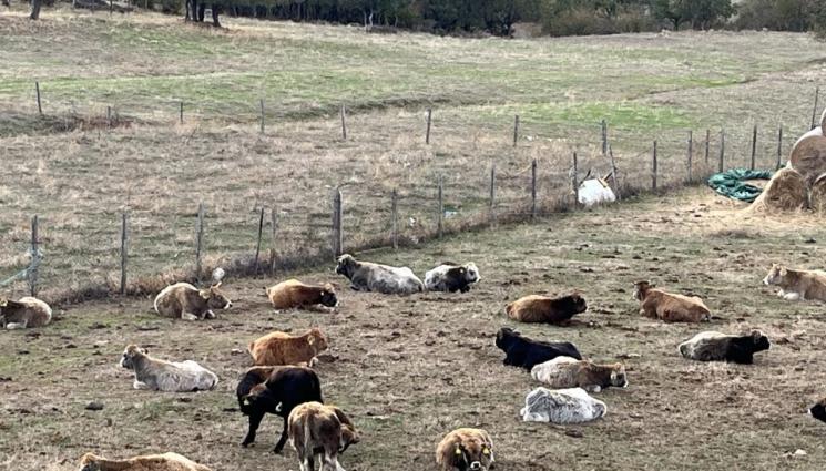 крави - Агро Телеграф: Стопани заплашени да останат без пасища