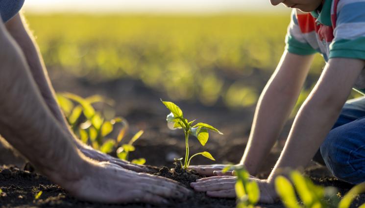 засаждане - Агро Телеграф: Вълшебни гъбички правят чудеса с реколтата