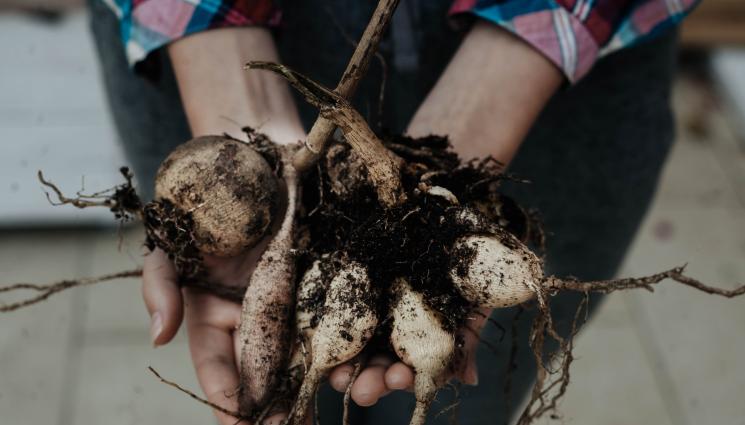 луковици - Агро Телеграф: Голяма луковица – голямо растение