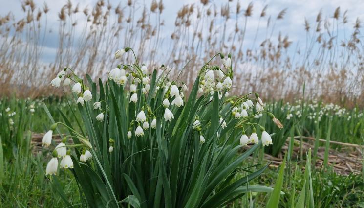 кокиче - Агро Телеграф: Садим кокичето през септември, цъфти през януари