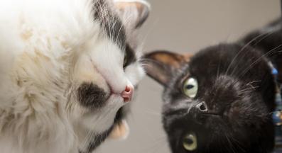 две котки се бият