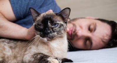 Как котките могат да помогнат при депресия, стрес, безпокойство и психично здраве