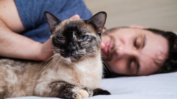 Как котките могат да помогнат при депресия, стрес, безпокойство и психично здраве