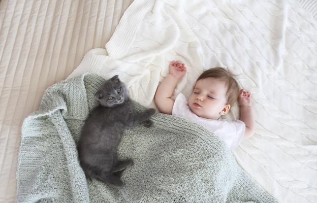 бебе и котка