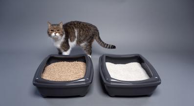 котешка тоалетна