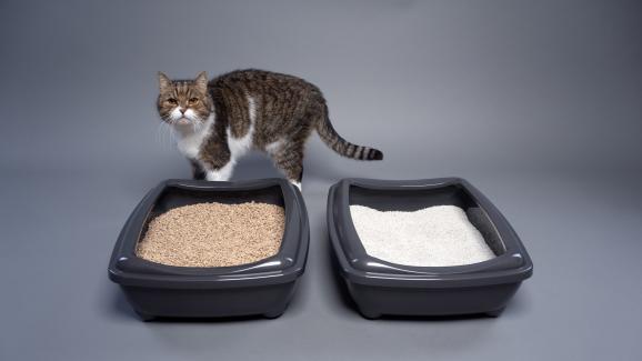 6 алтернативи на котешкия пясък за тоалетна, които имате в дома си