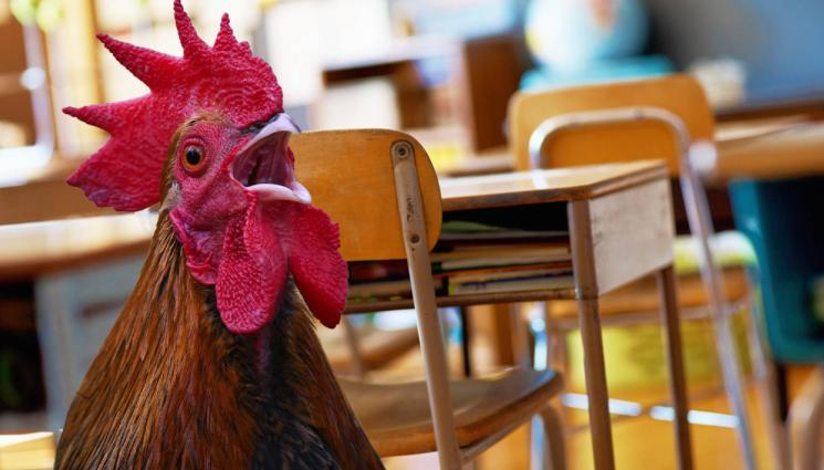 петел училище - Петел кукурига в софийско училище (СНИМКА)