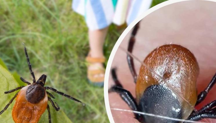 кърлежи - СЪВЕТИТЕ НА КУНЧЕВ: В сезона на кърлежите - как да се предпазим?