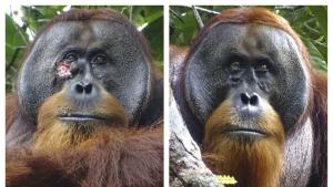 Орангутан е лекувал рана с тропическо растение последният пример