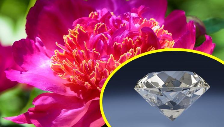 божур и диамант - СЕЕШ КИТКИ-ЖЪНЕШ ДИАМАНТИ: Направиха скъпоценен камък от божур! (СНИМКИ+ВИДЕО)