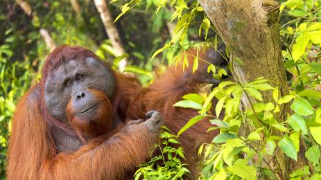 орангутан