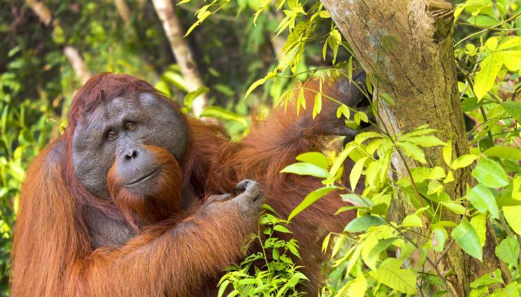 орангутан - ИЗУМИТЕЛНО: Див орангутан излекува раната си с тропическо растение (СНИМКА)