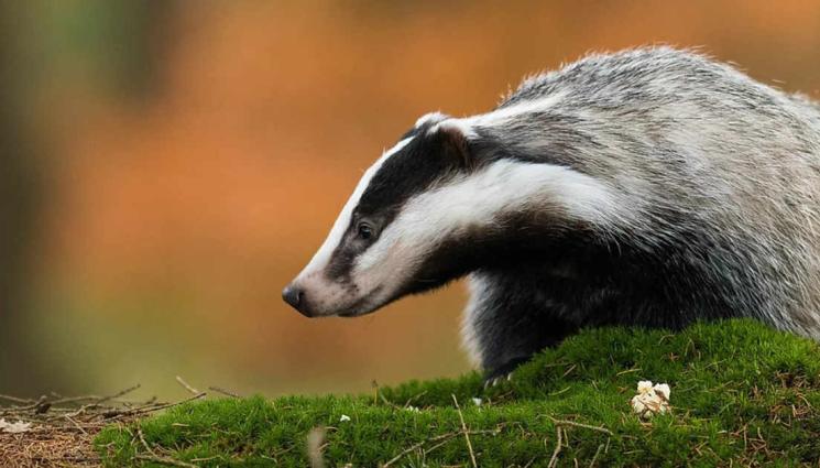язовец - Сезонът на язовеца започва сега
