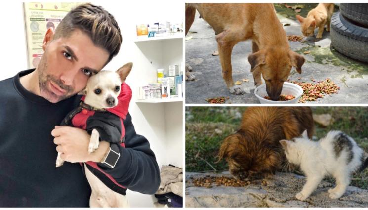 к - Първа помощ при отравяния на кучето и котката