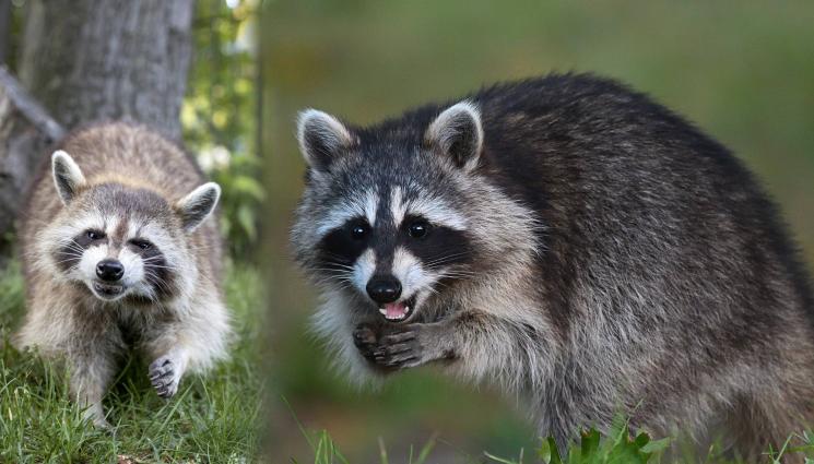 енот - ОГРОМНА НАПАСТ: Еноти подлудиха голям град!