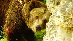 мечка диня Варна