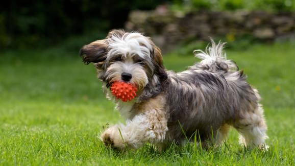 6 от най-игривите малки кучета, които ще внесат радост във всеки ваш ден!