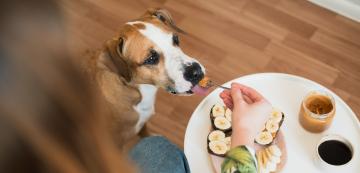 7 странни храни, които повечето кучета обичат