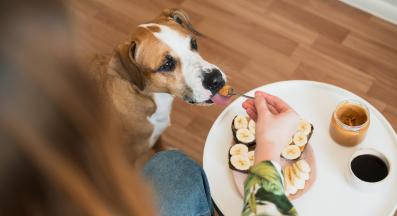 куче зеленчуци