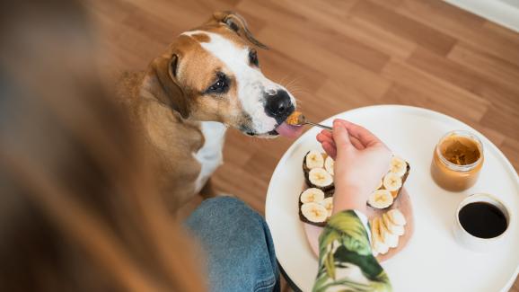 7 странни храни, които повечето кучета обичат