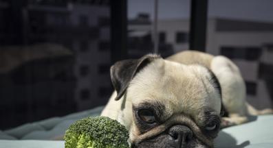 куче зеленчуци