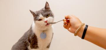 Течни витамини за котки: кога вашата котка има нужда от тях?