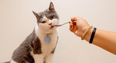 котка приема добавки