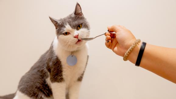Течни витамини за котки: кога вашата котка има нужда от тях?