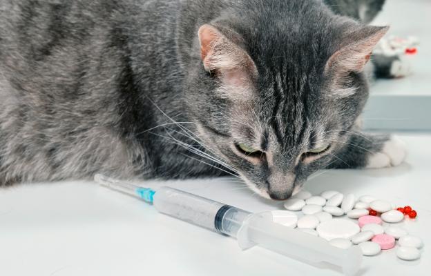 котка приама лекарства